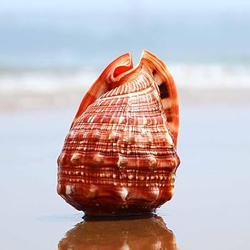 Amazon.co.jp: NIUDHEUS 天然貝殻、海巻貝、大型天然貝殻 風景